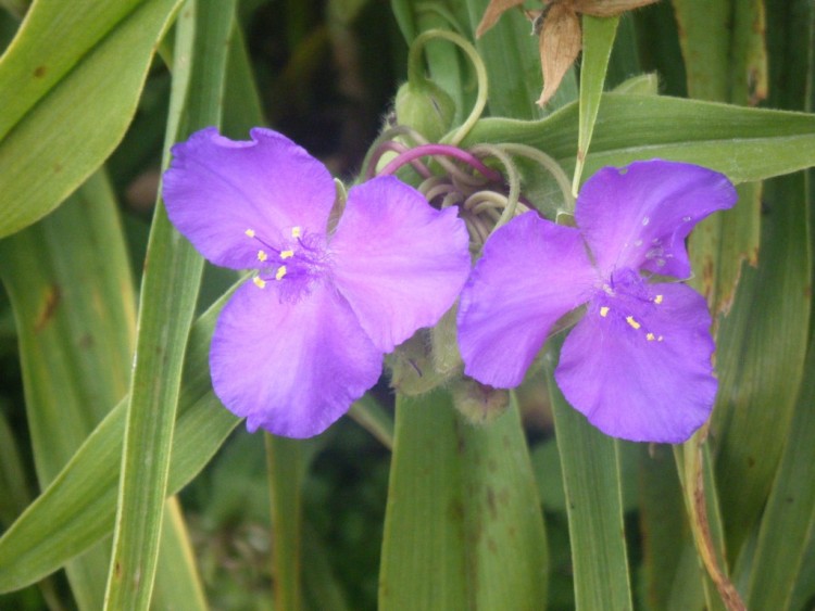 Wallpapers Nature Flowers fleur violette