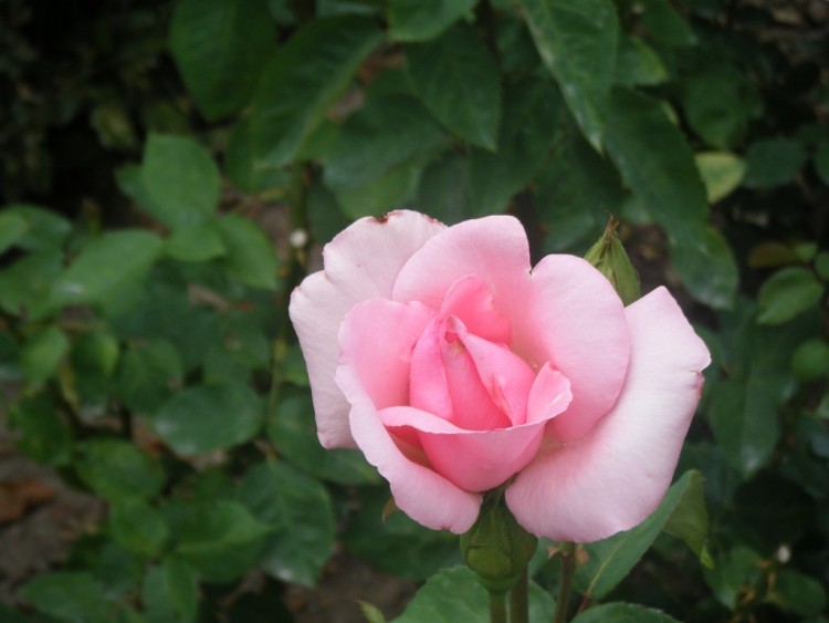 Fonds d'cran Nature Fleurs Rose