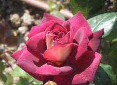 Fonds d'cran Nature rose