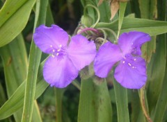 Fonds d'cran Nature fleur violette