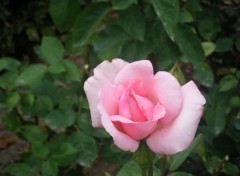 Fonds d'cran Nature Rose