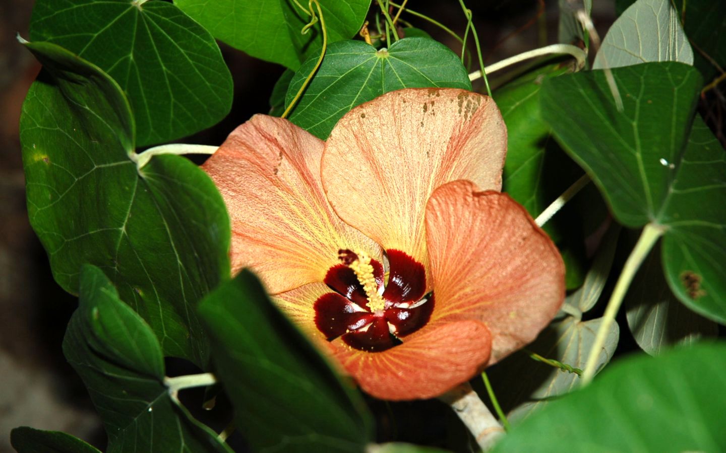 Fonds d'cran Nature Fleurs fleur de bourao