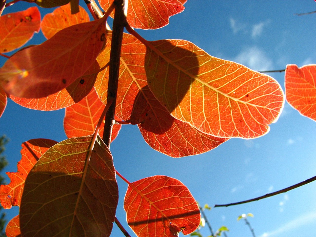 Wallpapers Nature Leaves - Foliage Pare soleil 