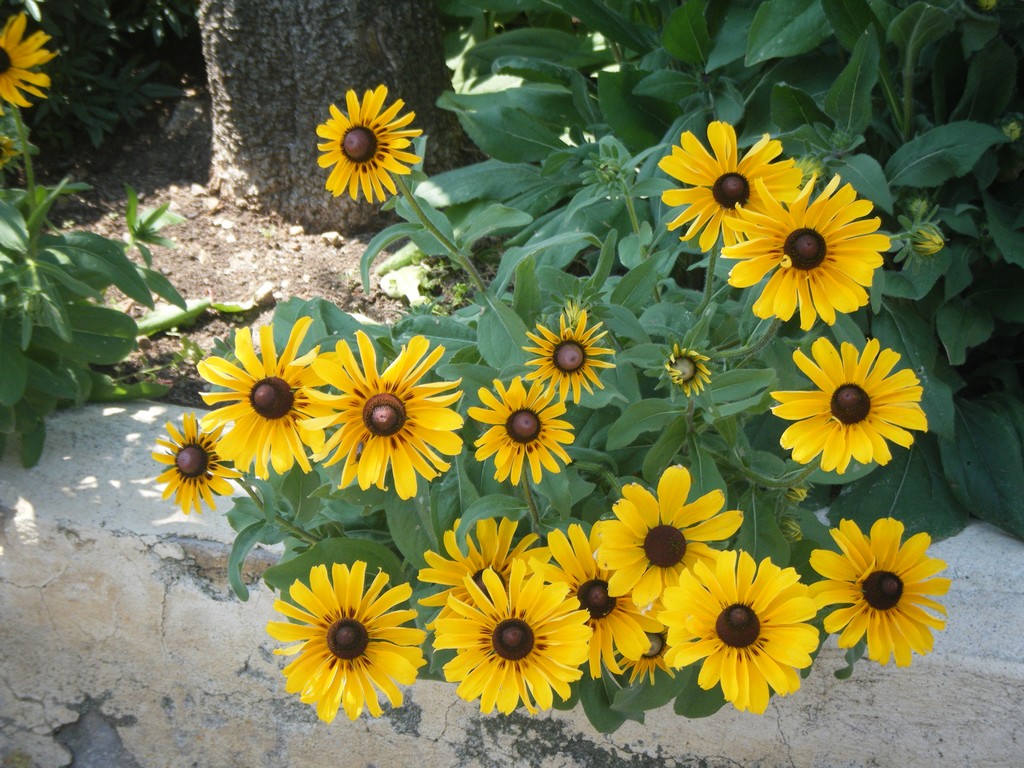 Fonds d'cran Nature Fleurs fleurs jaunes