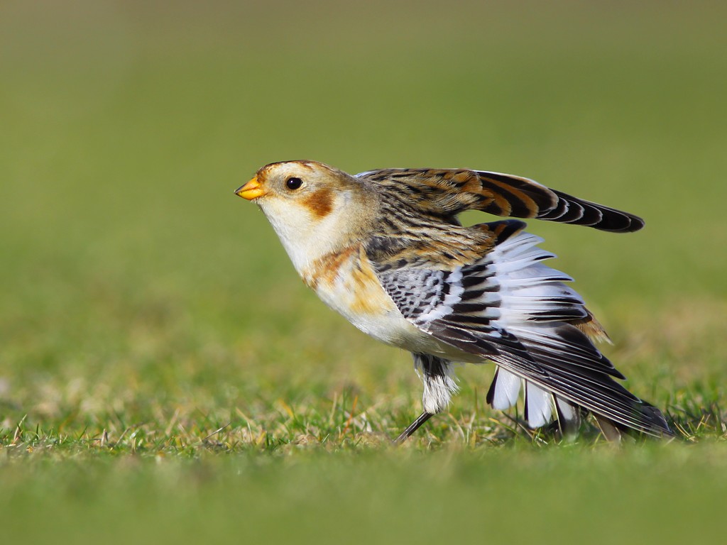 Wallpapers Animals Birds - Passerines Bruant des neiges / Snow Bunting