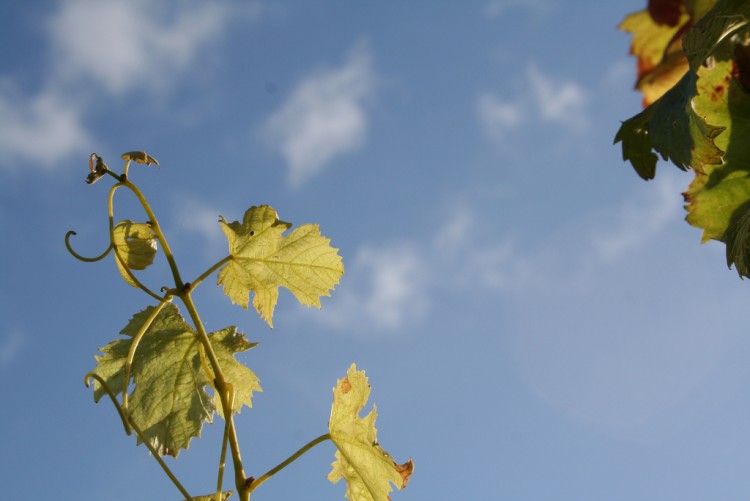 Fonds d'cran Nature Vignes - Vignobles Vigne