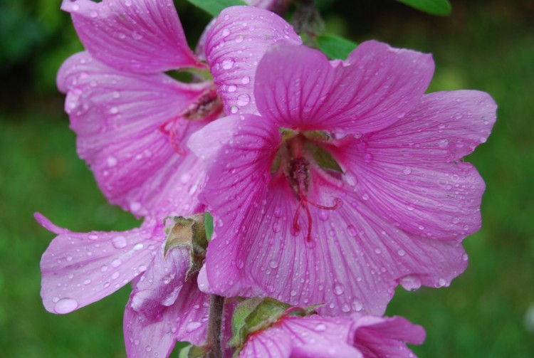 Fonds d'cran Nature Fleurs 