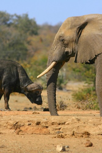 Fonds d'cran Animaux Elphants elephant