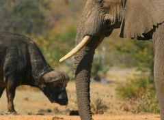 Fonds d'cran Animaux elephant