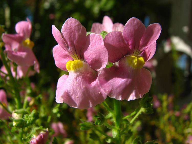 Fonds d'cran Nature Fleurs Les inconnues