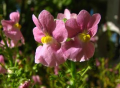 Fonds d'cran Nature Les inconnues