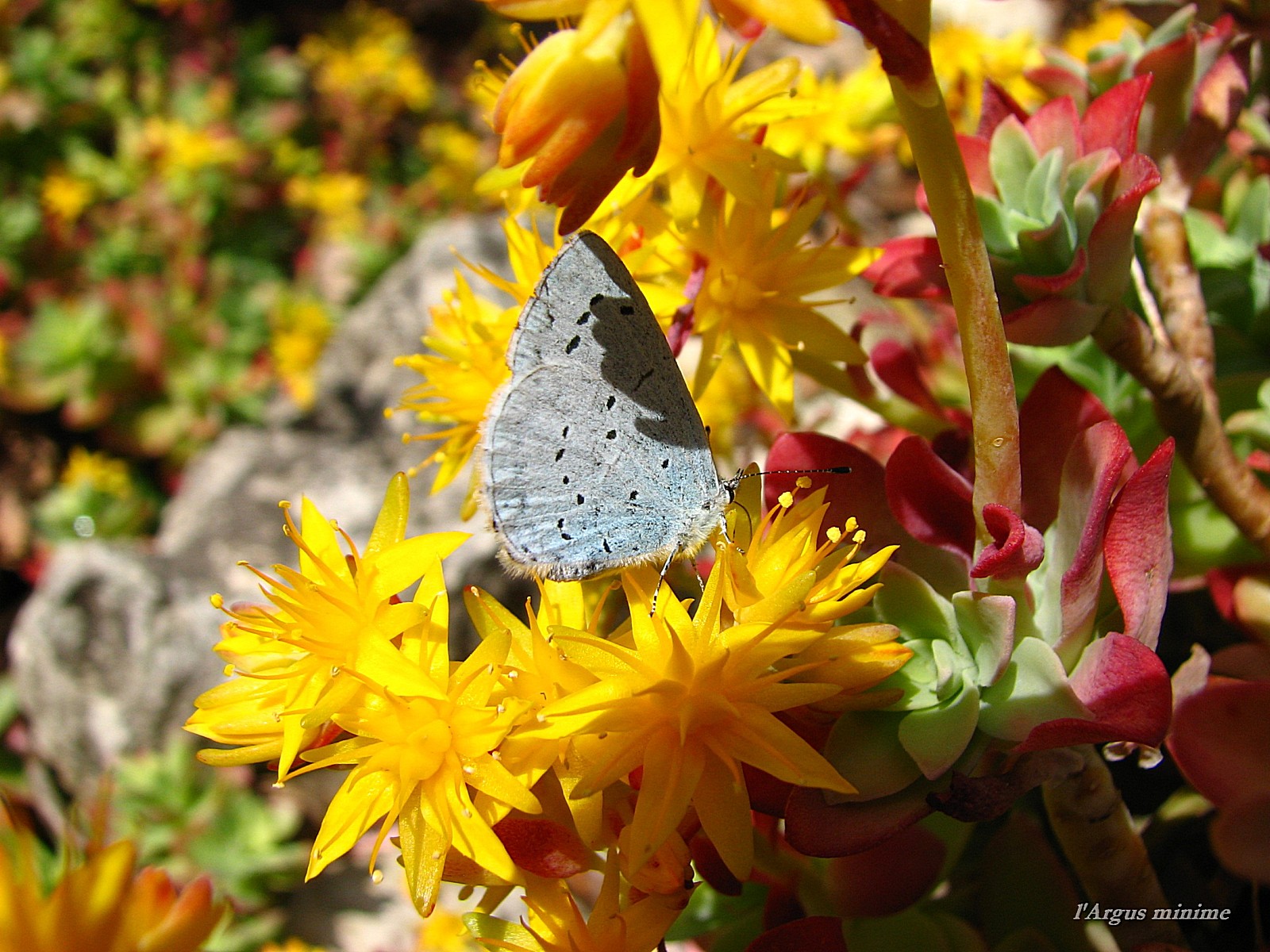 Fonds d'cran Animaux Insectes - Papillons l'argus minim