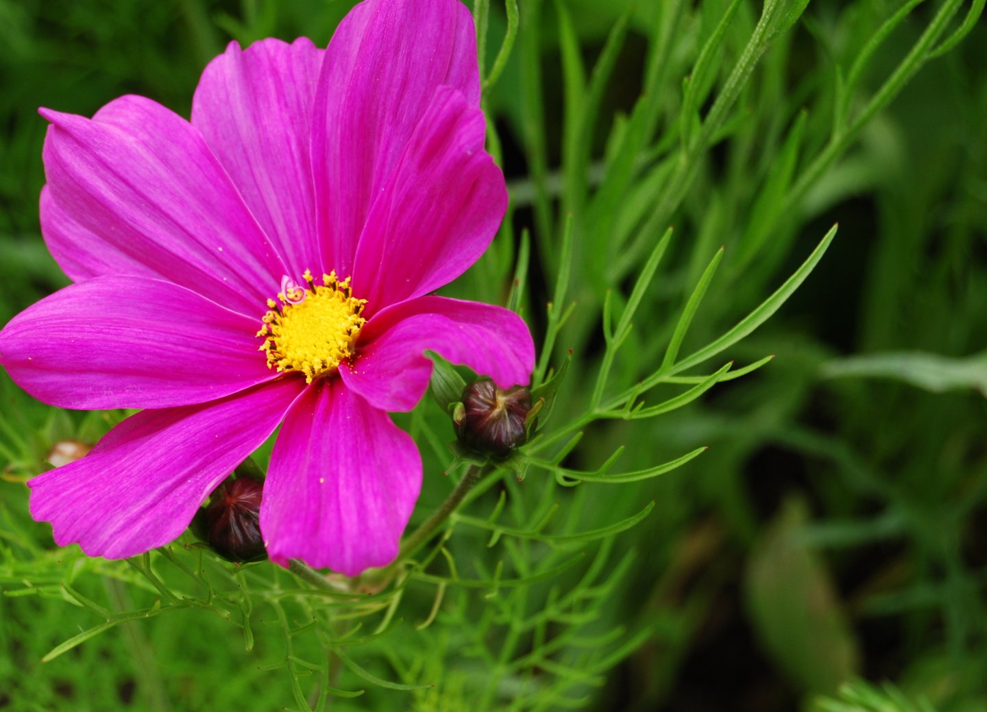 Fonds d'cran Nature Fleurs 