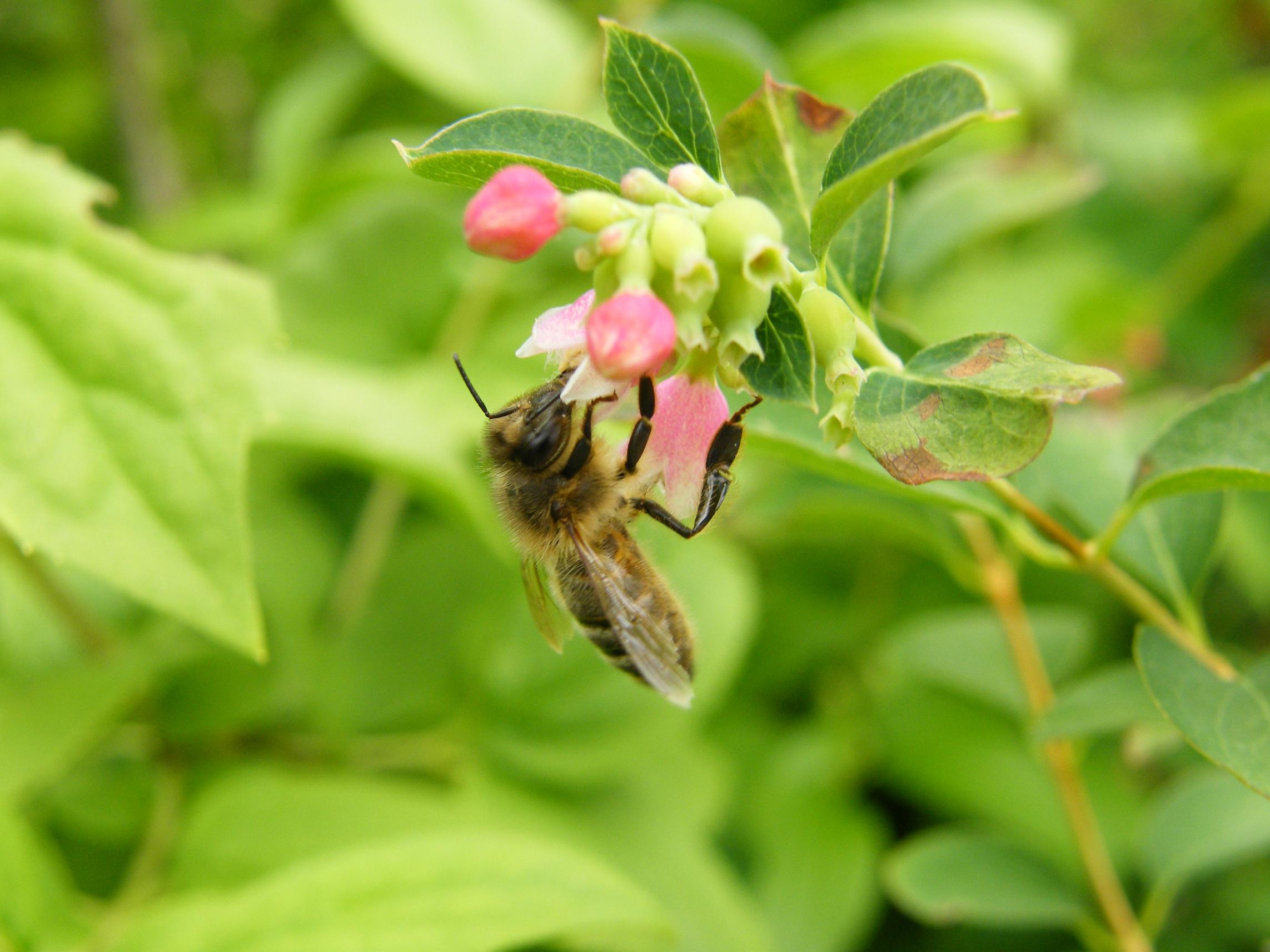 Wallpapers Animals Insects - Bees, Wasps Abeille qui butine