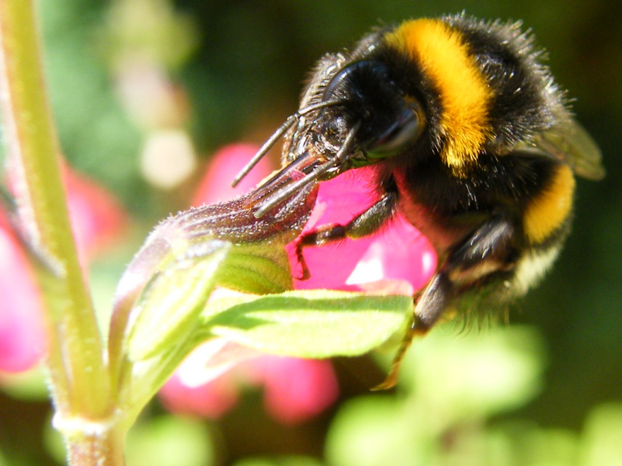 Fonds d'cran Animaux Insectes - Abeilles Gupes ... Bourdon qui butine le soleil dans le dos