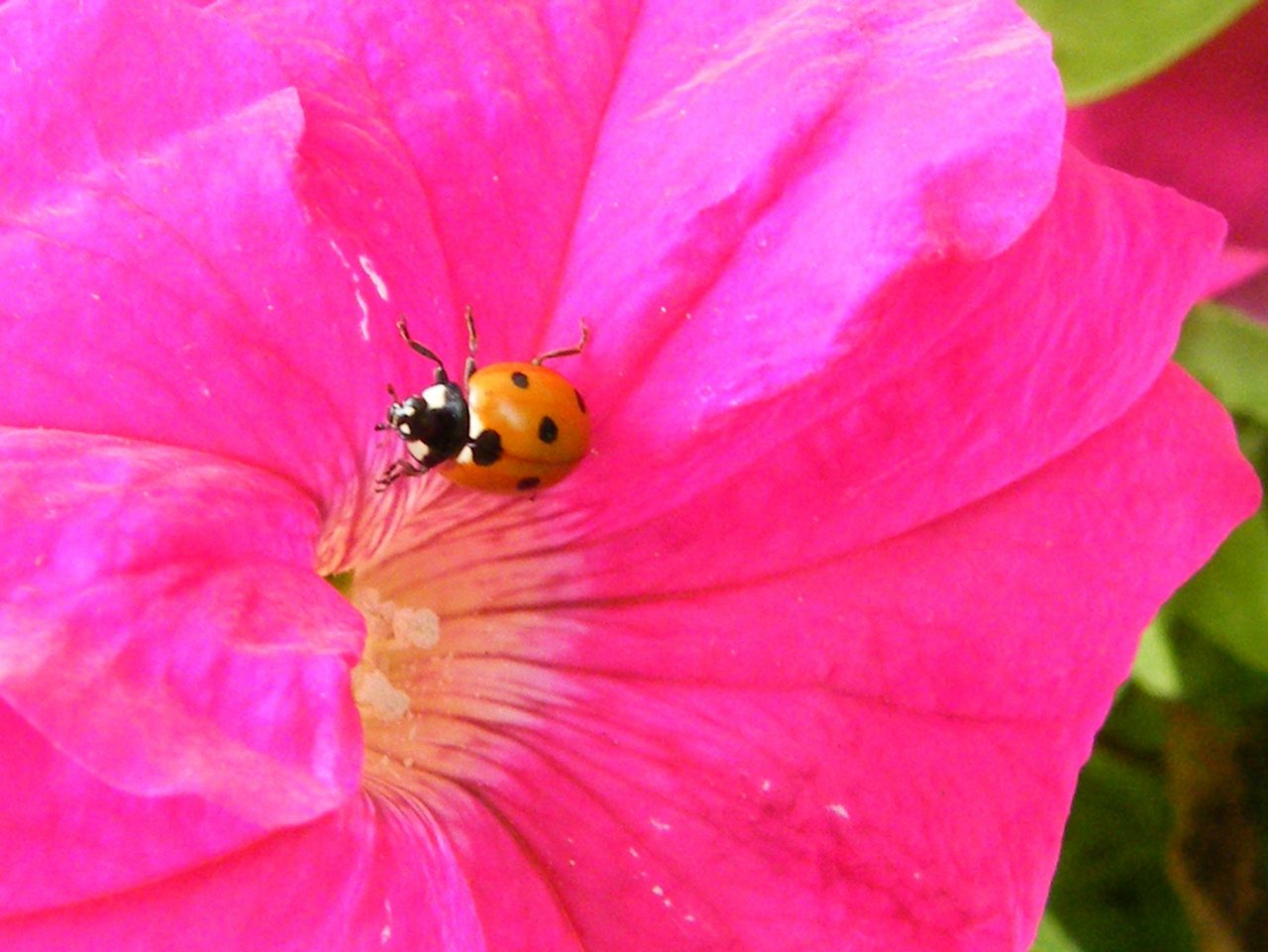 Wallpapers Animals Insects - Ladybugs coccinelle dans un lavatre