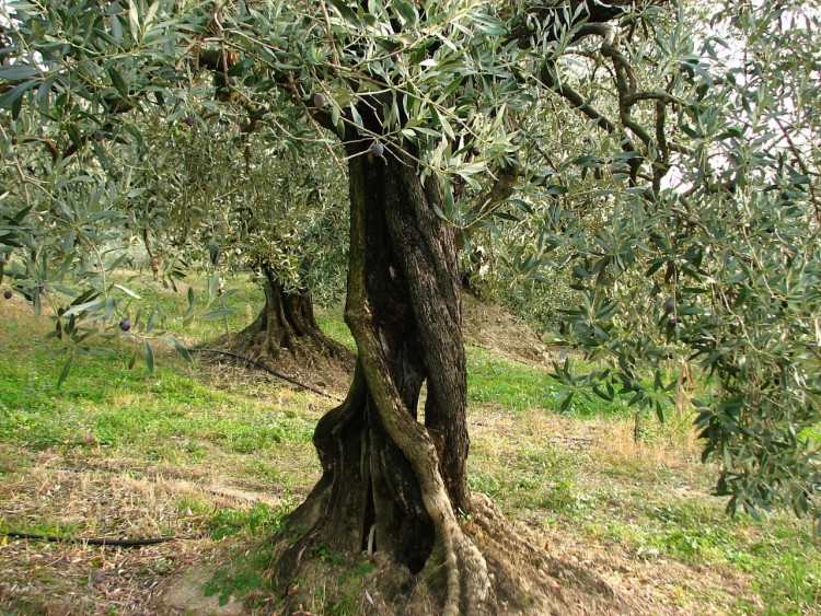 Fonds d'cran Nature Arbres - Forts 