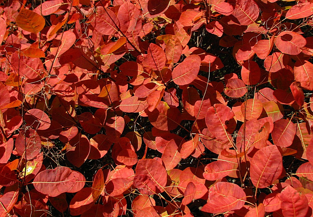 Fonds d'cran Nature Feuilles - Feuillages Tapisserie 