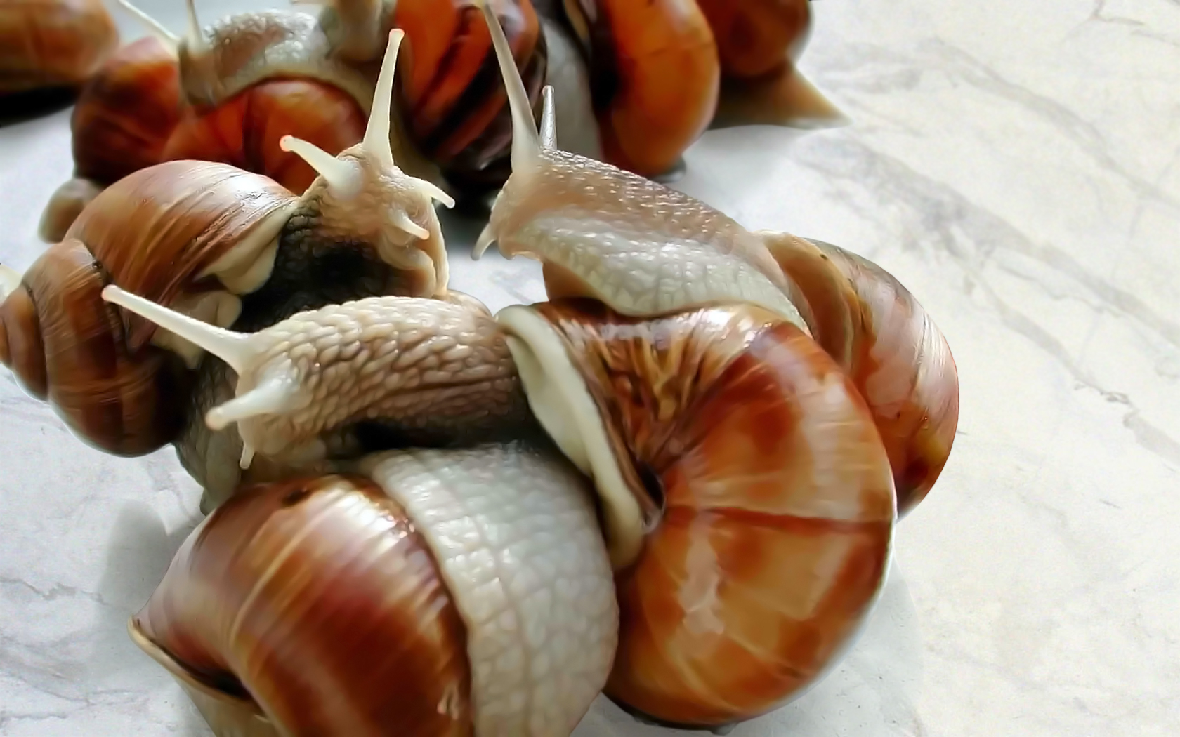 Wallpapers Animals Snails - Slugs Caracoles