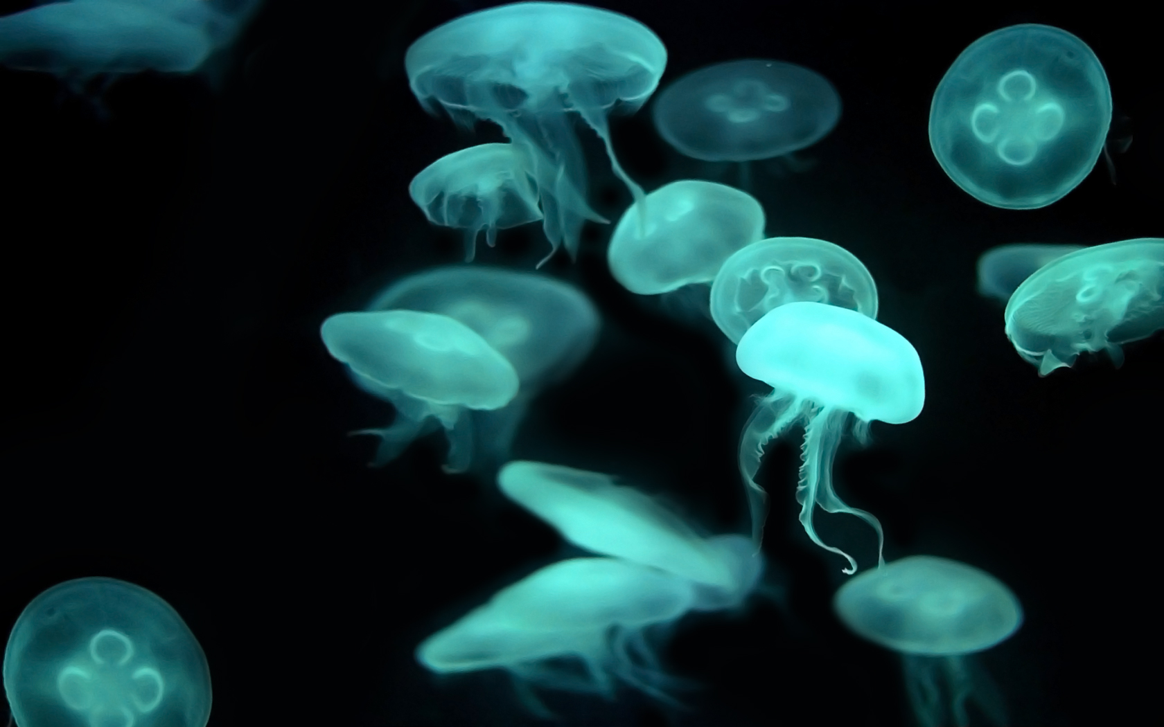 Wallpapers Animals Sealife - Jellyfish Jelly family