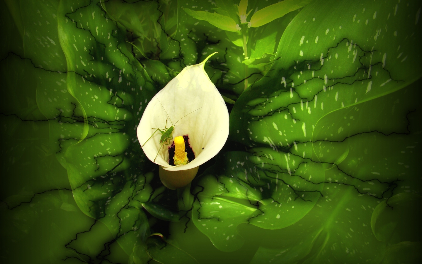 Fonds d'cran Nature Fleurs 