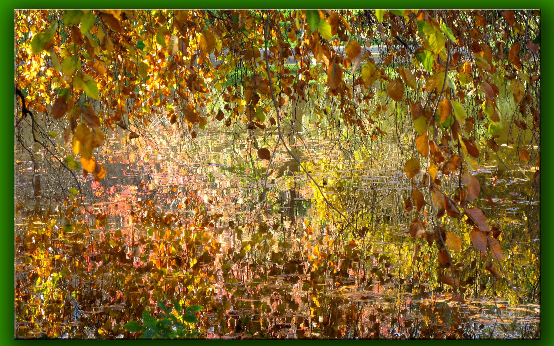 Wallpapers Nature Leaves - Foliage Reflets