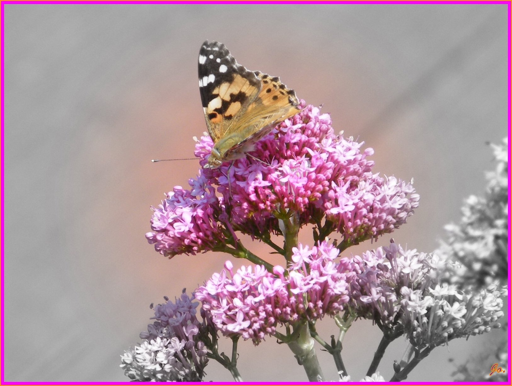 Wallpapers Animals Insects - Butterflies Papillon sur fleur