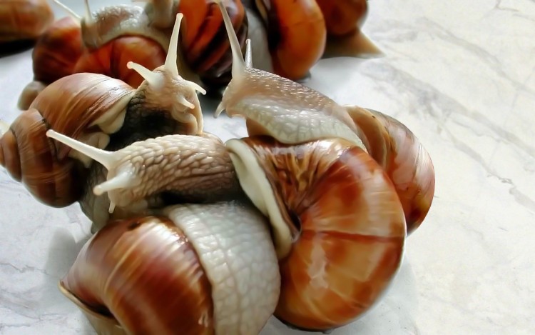 Fonds d'cran Animaux Escargots - Limaces Caracoles