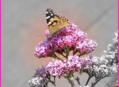 Fonds d'cran Animaux Papillon sur fleur