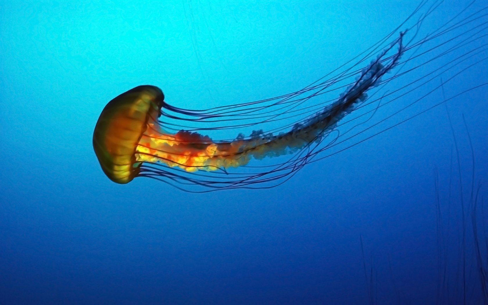 Wallpapers Animals Sealife - Jellyfish red jelly fish