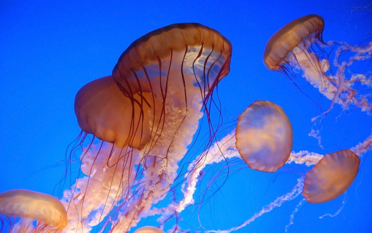 Wallpapers Animals Sealife - Jellyfish Jelly family 2