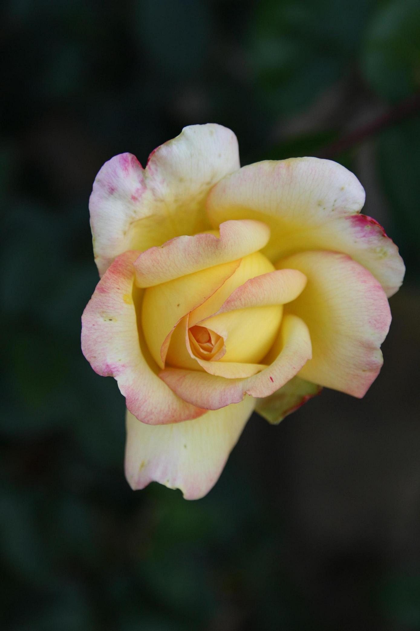 Fonds d'cran Nature Fleurs Jolie rose jaune