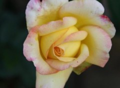 Fonds d'cran Nature Jolie rose jaune