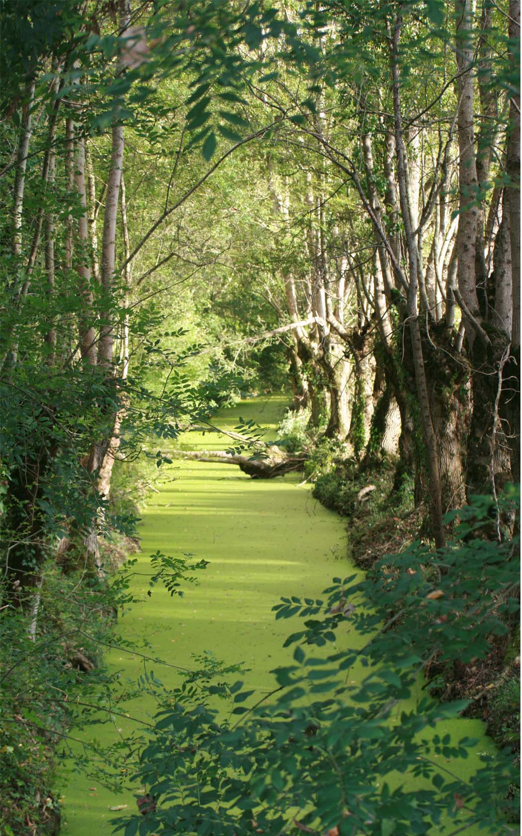 Fonds d'cran Nature Arbres - Forts marais poitevin