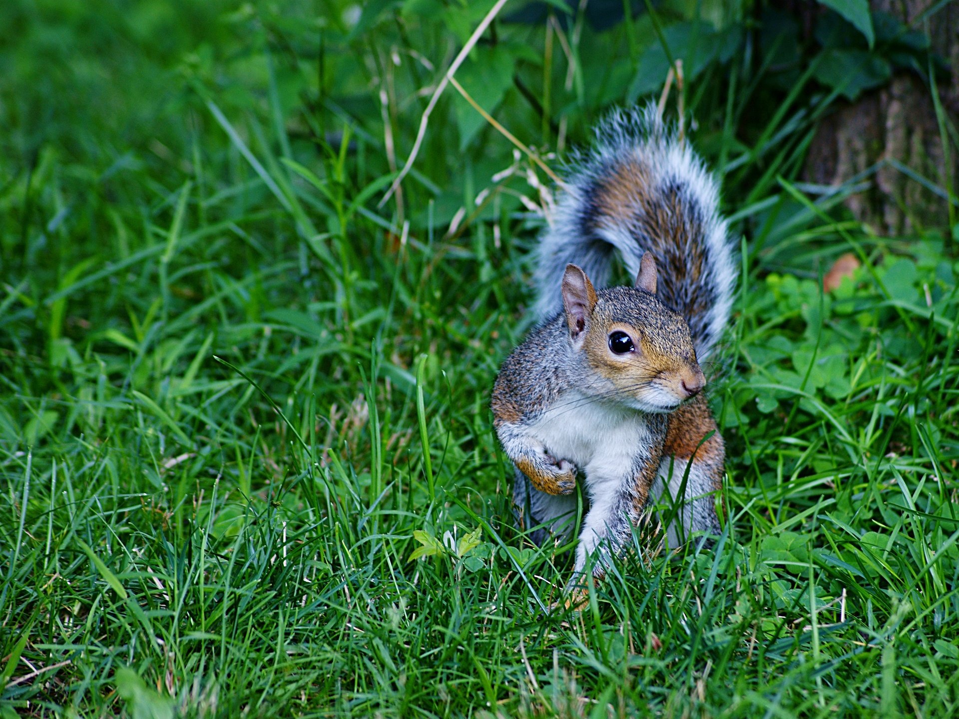 Wallpapers Animals Rodents - Squirrels The Squirrel