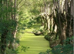 Fonds d'cran Nature marais poitevin