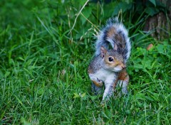 Fonds d'cran Animaux The Squirrel