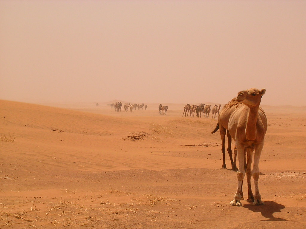 Wallpapers Animals Dromedaries - Camels 