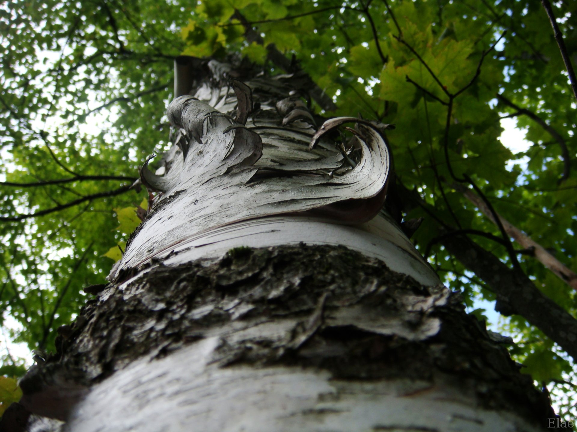 Fonds d'cran Nature Arbres - Forts Copeaux de bouleaux