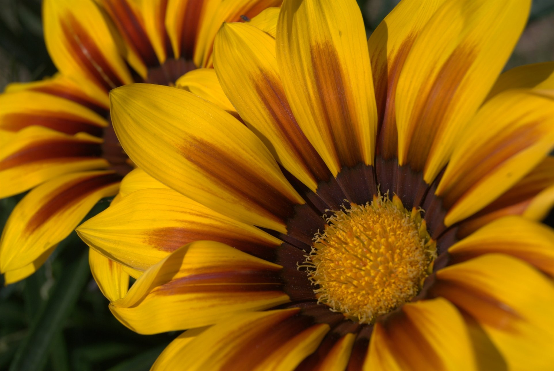 Fonds d'cran Nature Fleurs 