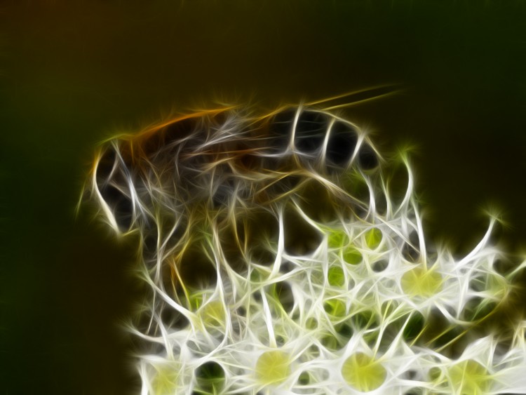 Wallpapers Digital Art Animals abeille magique