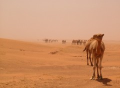 Fonds d'cran Animaux Image sans titre N251247