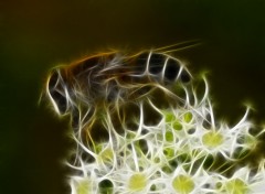 Fonds d'cran Art - Numrique abeille magique