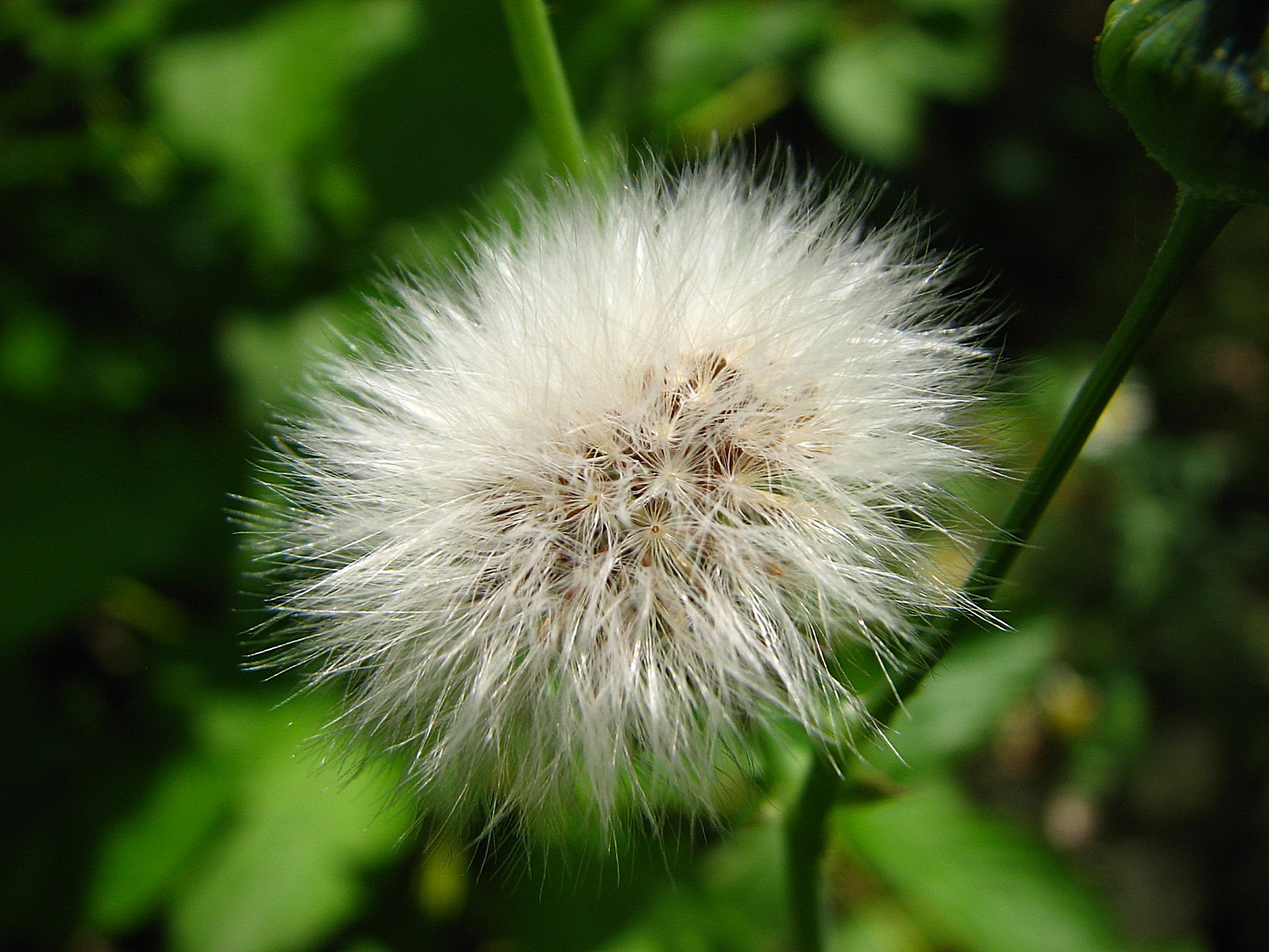 Fonds d'cran Nature Fleurs Derniers pissenlits 