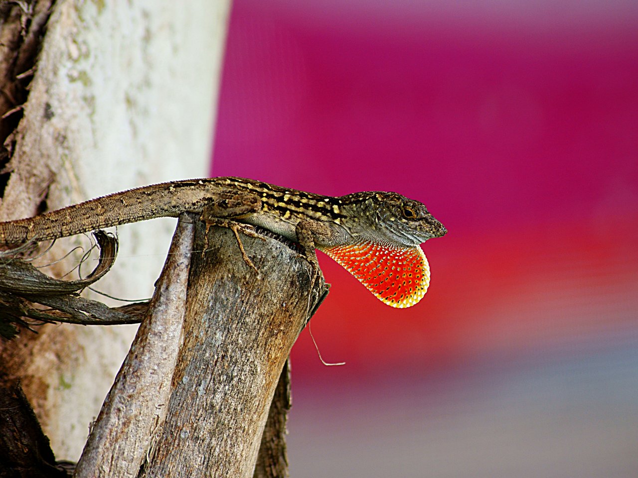 Fonds d'cran Animaux Lzards - Iguanes Lezard Anolis de Floride