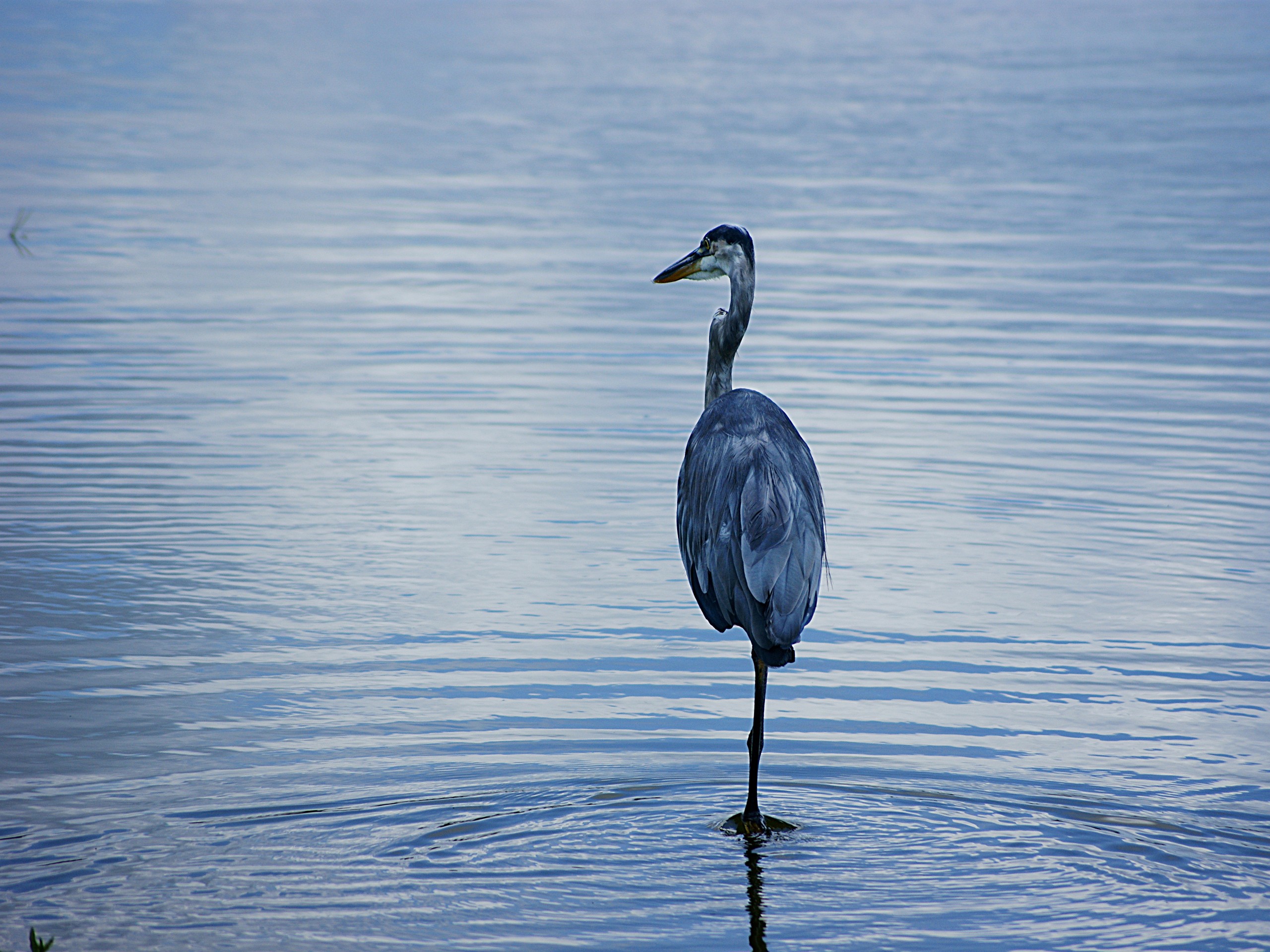 Wallpapers Animals Birds - Cranes Grue d'Orlando