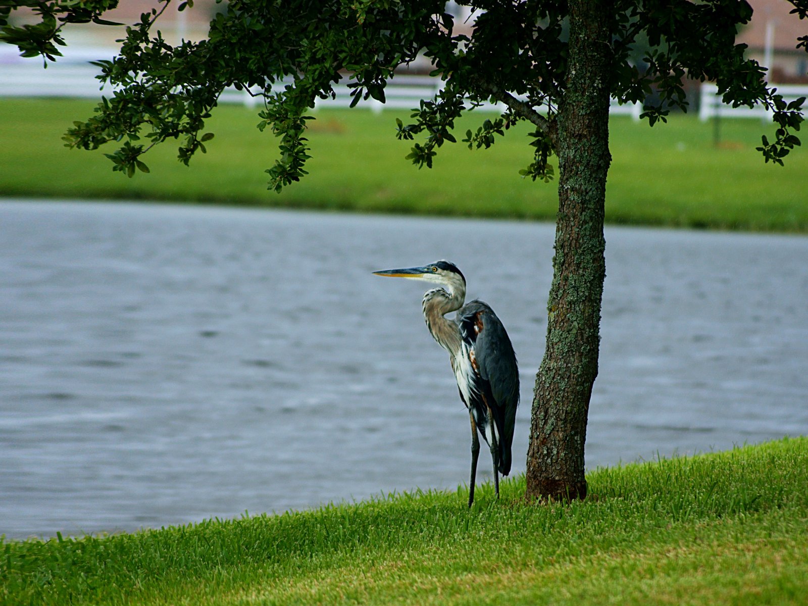 Fonds d'cran Animaux Oiseaux - Grues Grue de Floride