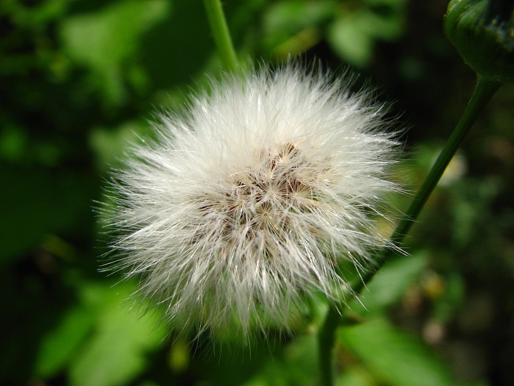 Fonds d'cran Nature Fleurs Derniers pissenlits 