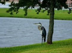 Wallpapers Animals Grue de Floride