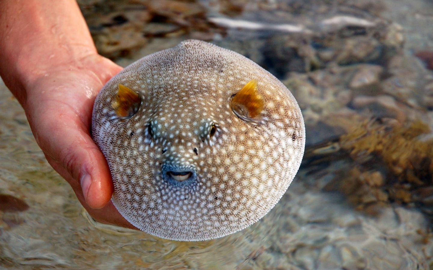 Fonds d'cran Animaux Vie marine - Poissons Poisson ballon